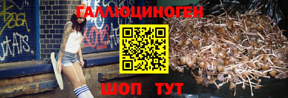 Саяногорск  Псилоцибиновые грибы Cubensis  Вход с VPN 
